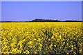 Looking over a field of rape towards The Copse