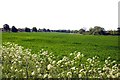 A cereal field by Berinsfield