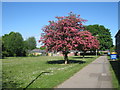 Splash of colour in Popley