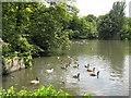 The lake in Kelsey Park (2)