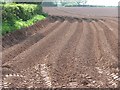 Potato field