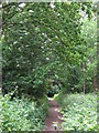 Path in the wood south of Stone Park  Avenue, BR3 (2)