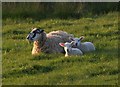 Ewe and lambs, Pentireglaze