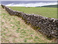 Drystone wall Marrick Moor