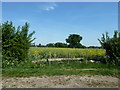 Delightful field at the junction of Woodhouse Road and Woodhouse Lane