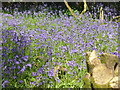 Buttermere Bottom Bluebells