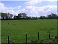 Atlanta Lodge Farm, grazing sheep