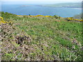 Hillside beside the Pembrokeshire Coast Path