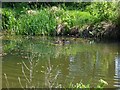 Pond with ducks near to Medhone Farm