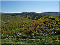 NT8017 : Hill fort on Blackbrough Hill by Eileen Henderson
