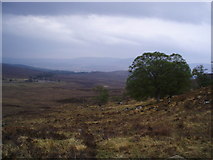 NH1913 : Coille Dho Ceannacroc Forest by Sarah McGuire
