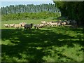 Field with sheep on Toat Lane