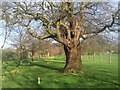 TQ4771 : Sweet chestnut at Foots Cray Meadows by Marathon