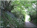 Bluebells on a steep bank