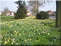 Daffodils at Shoulder of Mutton Green