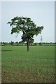 Lone Tree Near Wylands Farm