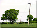 Tilted electricity poles north of the A11 road, Silfield