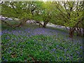 NY8015 : A carpet of bluebells in Swindale Wood by Andrew Curtis