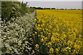 Oilseed rape and cow parsley