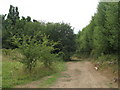 Track in the woods west of the Bethlem Royal Hospital, Monks Orchard Road, BR3