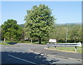 Deciduous trees, Blackwater Close, Bettws, Newport