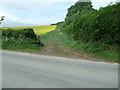 Path next to Crab Farm, Shapwick