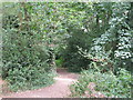 Path into High Broom Wood