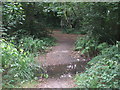 Ford on The Beck, High Broom Wood