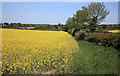 Oil Seed rape on the Bilsthorpe road