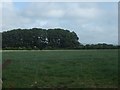 Field and trees by Great Wall Farm