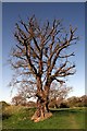 SJ4159 : 600 Year Old Oak tree near Aldford Castle by Jeff Buck