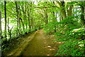 Path through Monkton Wood