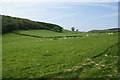 Sheep field below Coed Rhosgellan-fach