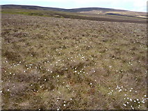 NJ3126 : Moorland with cotton grass by Peter Aikman