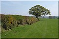 SS8311 : Field boundary north of Puddington by Derek Harper