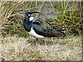 NY9506 : Lapwing (Vanellus vanellus) by Maigheach-gheal