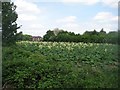 Rhubarb in flower