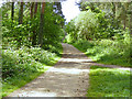 Track through Hurn Forest