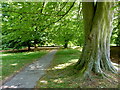 Footpath from the main entrance to Mote Park, Maidstone