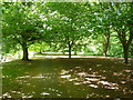 Dappled sunlight on a footpath in Mote Park, Maidstone