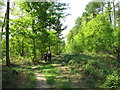 Walkers in Roundhill Wood