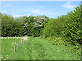 Field corner with cow parsley and hawthorn