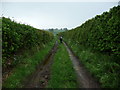 Footpath approaching Brockton