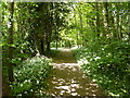 Woodland path in Beaumaris