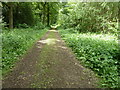 Bridleway 653 in Pondtail Copse