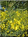 Oilseed Rape in flower