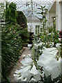 Inside the conservatory at Lyme Park