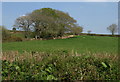 Field boundary near Pennymoor