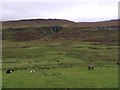 NG4162 : Grazing Cattle at Balnaknock by Hilmar Ilgenfritz