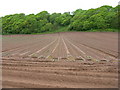 Ayrshire potatoes